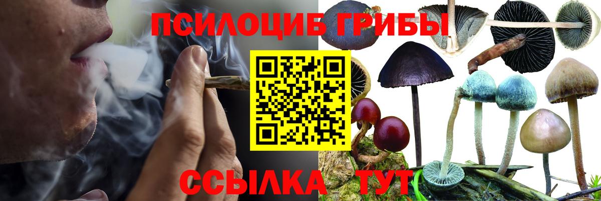 Псилоцибиновые грибы Psilocybe Верхний Уфалей